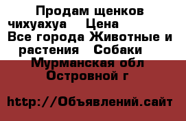 Продам щенков чихуахуа  › Цена ­ 10 000 - Все города Животные и растения » Собаки   . Мурманская обл.,Островной г.